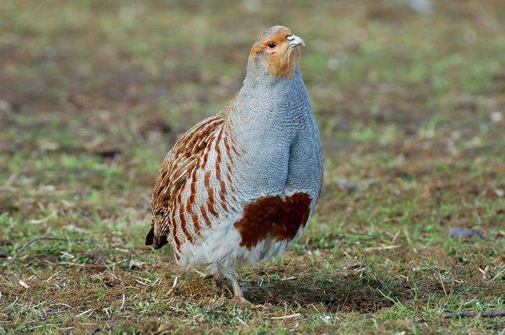 HUNGARIAN PARTRIDGE (GREY PARTRIDGE)