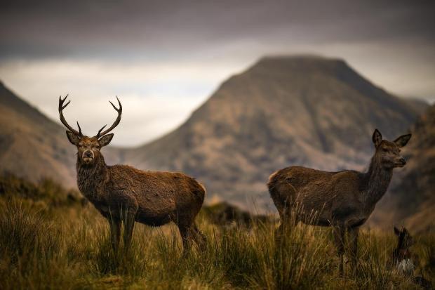 Islay and Jura kids feast on venison for school dinners