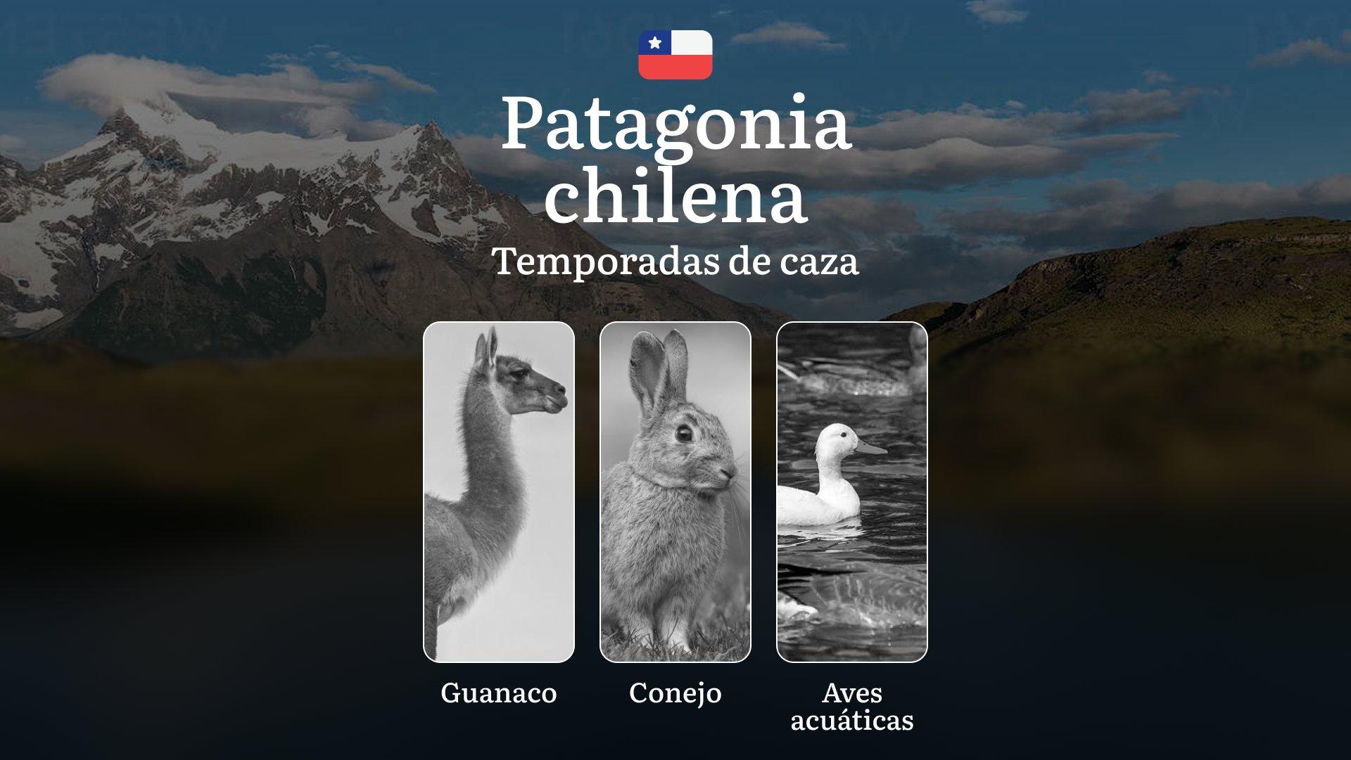 Chile, la región de Patagonia chilena: temporadas de caza, apertura y cierre, licencias, normas y mejores épocas para la caza