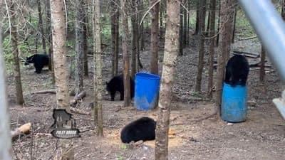 Foleybrook Outfitters still have four spots available for their Spring Black Bear hunt in New Brunswick, Canada in 2024