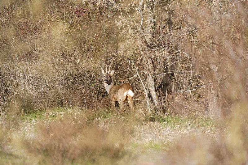 🇺🇸 One of the most special times in the year is when roebuck season begins, at least on a personal side.