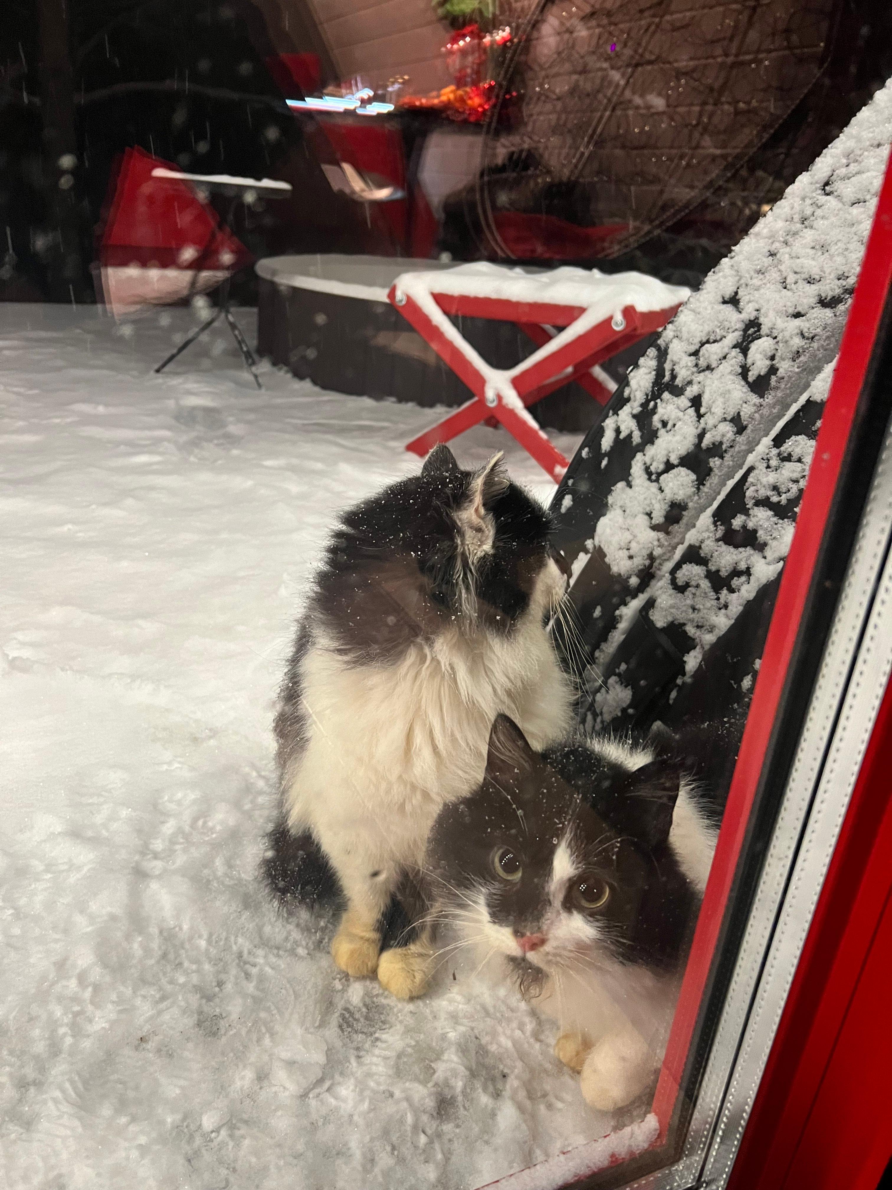 😼 Husdyr, der går udenfor om vinteren, skal være tilpasset gåture og skiftende vejr.