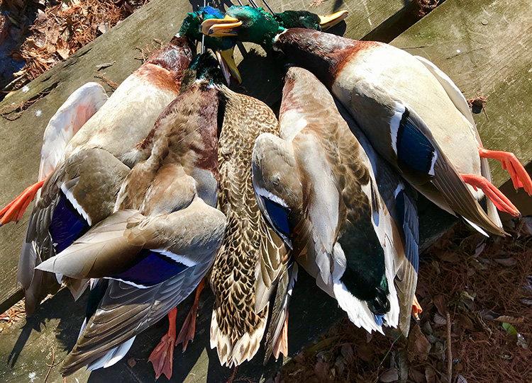 HOW TO HUNT DUCKS THE EASY WAY