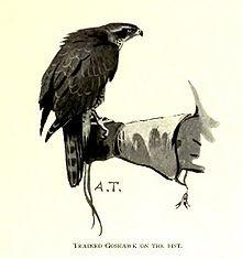Falconry is the hunting of wild animals in their natural state and habitat by means of a trained bird of prey.