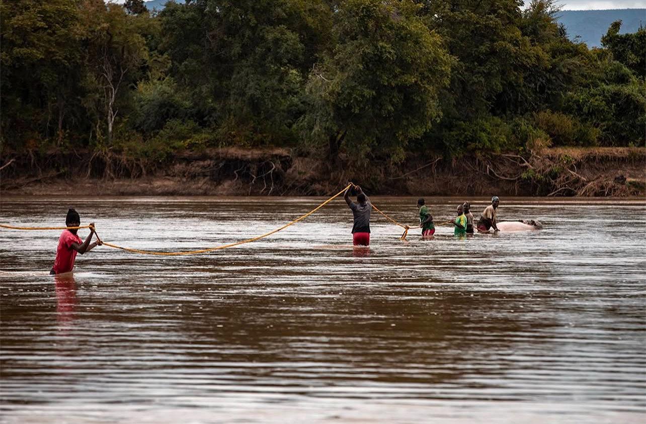 Hippo Hunting in Uganda: season, methods, costs.