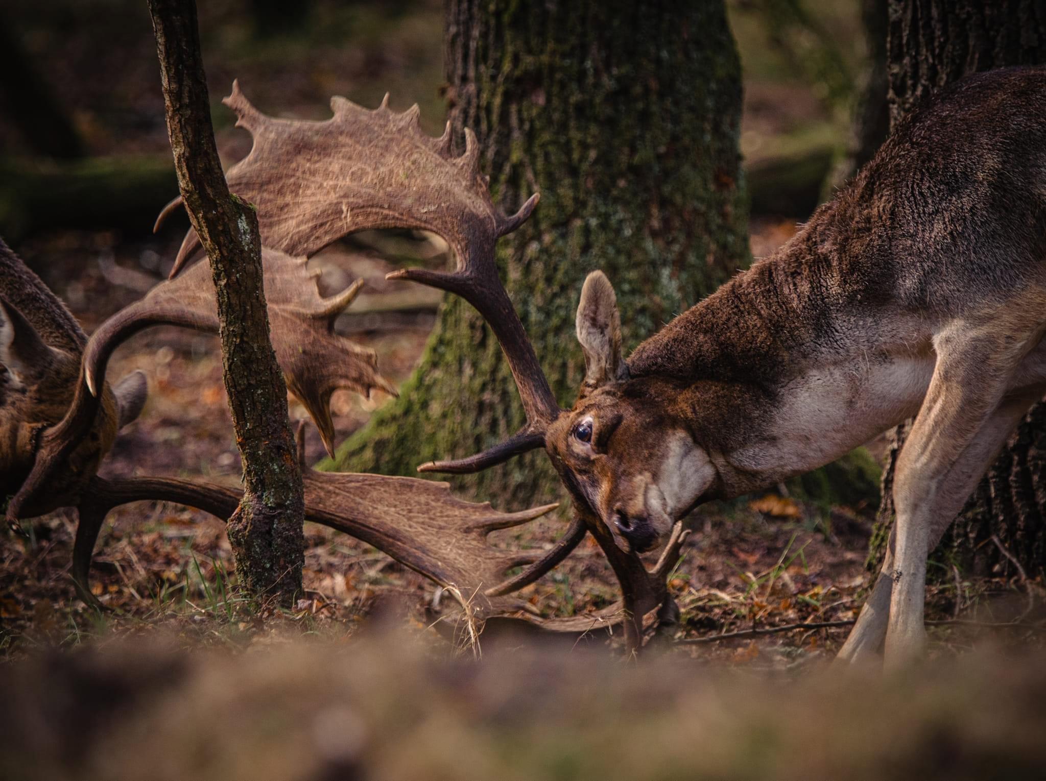 The October 2024 fallow deer rut in the stunning dunes of the Netherlands is an unforgettable spectacle of nature.