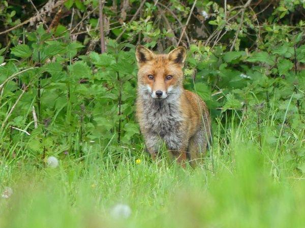 Bonjour à tout les passionnés de Nature !!un petit partage de mes dernières rencontres au coeur de notre beau pays Breton...