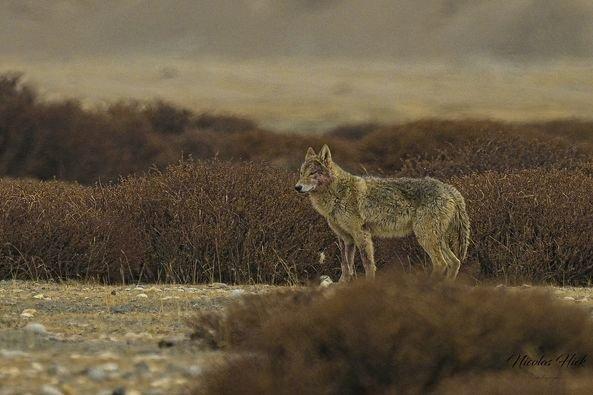 Nouveau sur le groupe, quelques photos de loups sur le plateau du Changtang (janvier2024) pas d'appâts, pas d'affut uniquement de l'approche.
