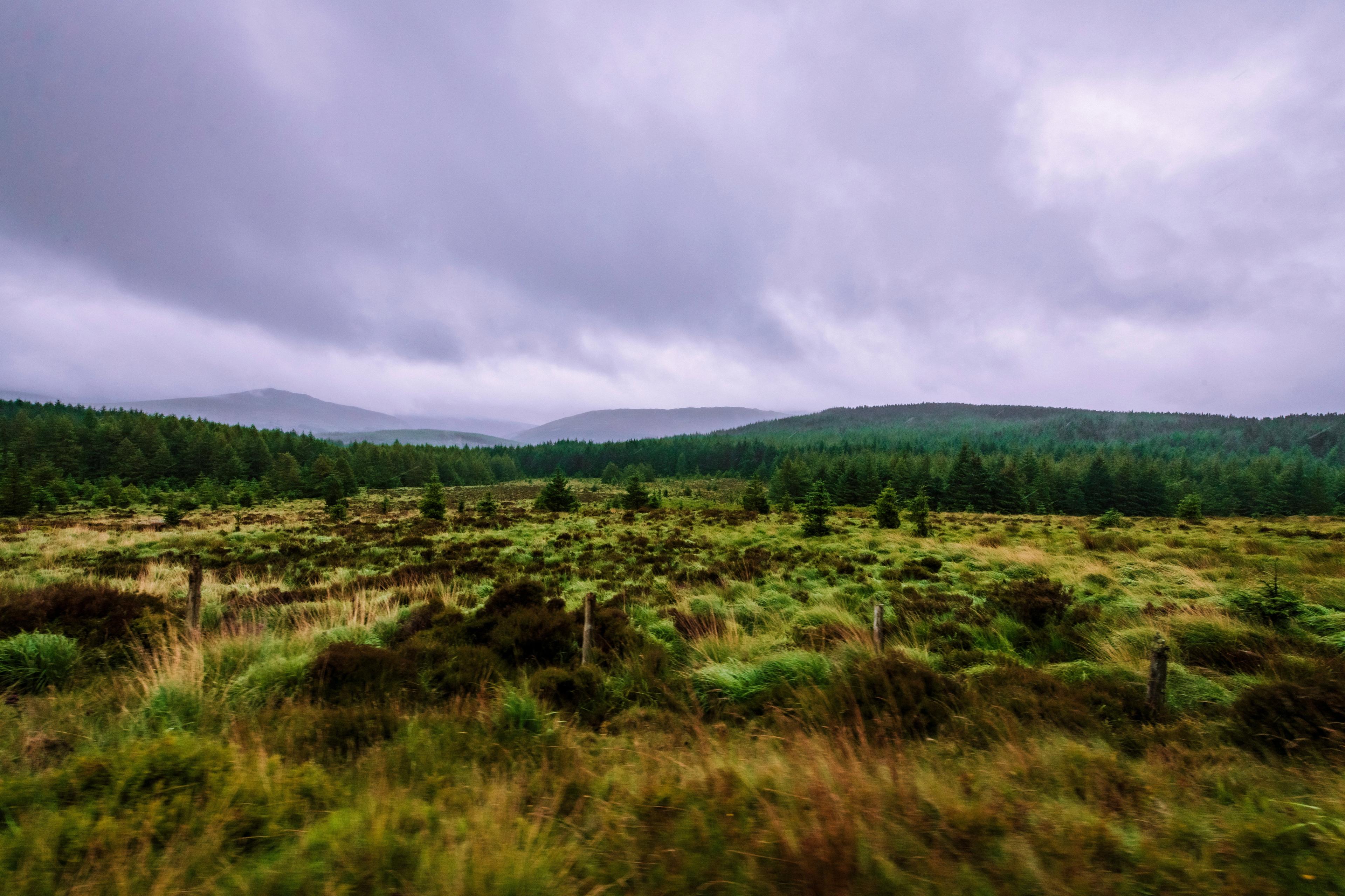 Cork: Unique pheasant hunting opportunities in Ireland.