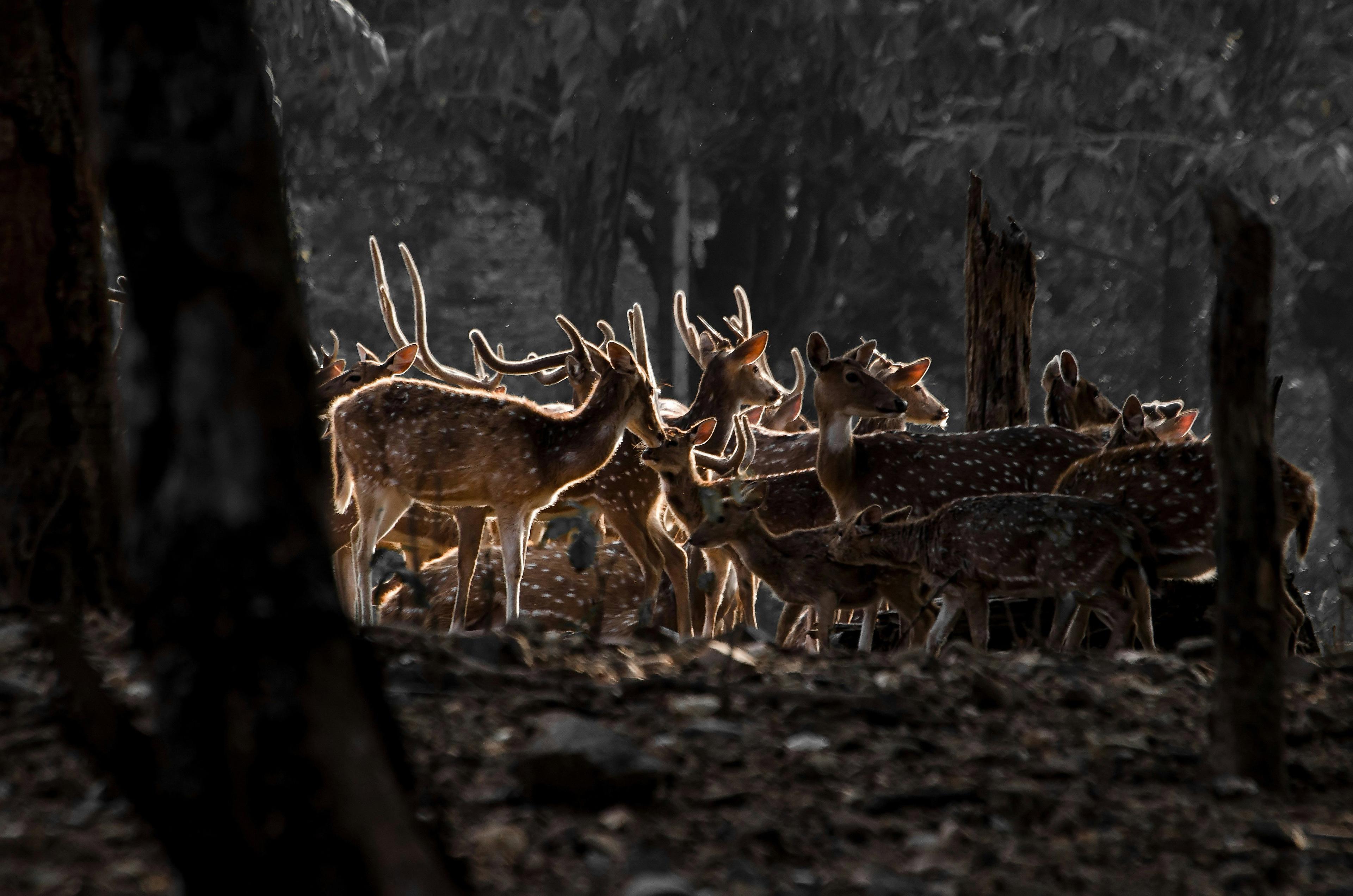 Calls for Change in Australia After New Zealand Donates 12 Tonnes of Venison to the Needy