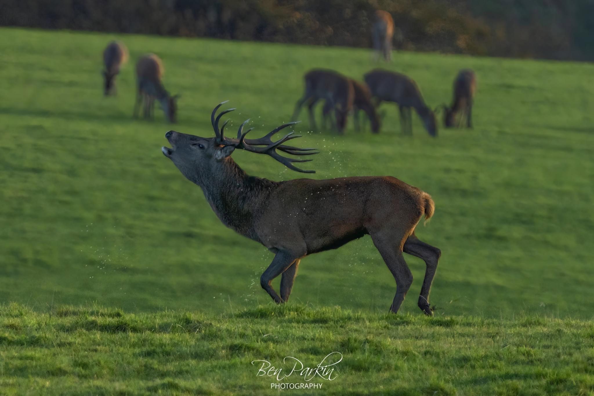 Stags, Ponies, Raptors – what an amazing day we’ve had!