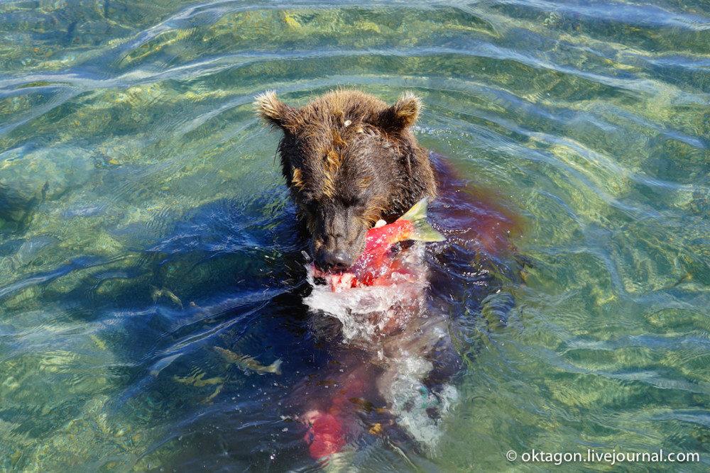 クマはサーモンを狩ります