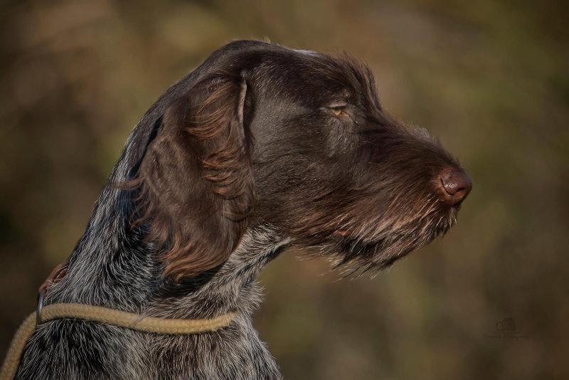 🐾 Mouvement, mouvement de chasse.