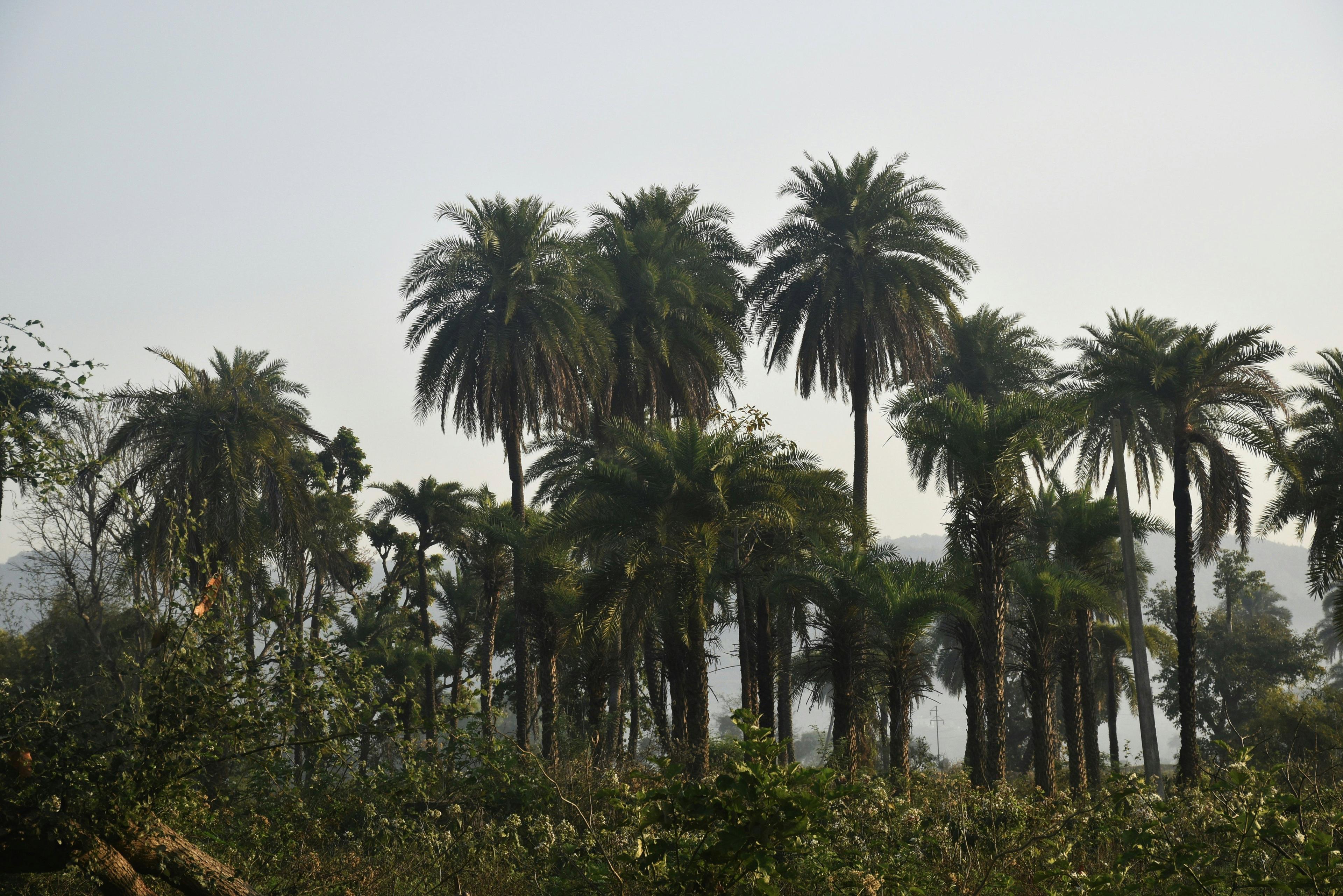 Amhara Region Hunting: A Journey into the Heart of Ethiopia – Discovering Diverse Wildlife, Unique Geography and Time-Honored Traditions