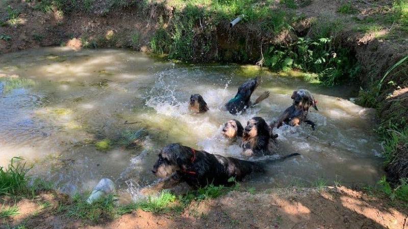 🌡🌡Il fait chaud 🤒pour nos compagnons et nos adhérents, les nivernais ardéchois prennent la fraîcheur dans leur parc d'ébat.
