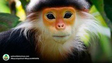 Vividly coloured and with a Zen-like calmness, Red-shanked Douc Langurs are critically endangered by #palmoil and other #deforestation along with #hunting throughout their range.