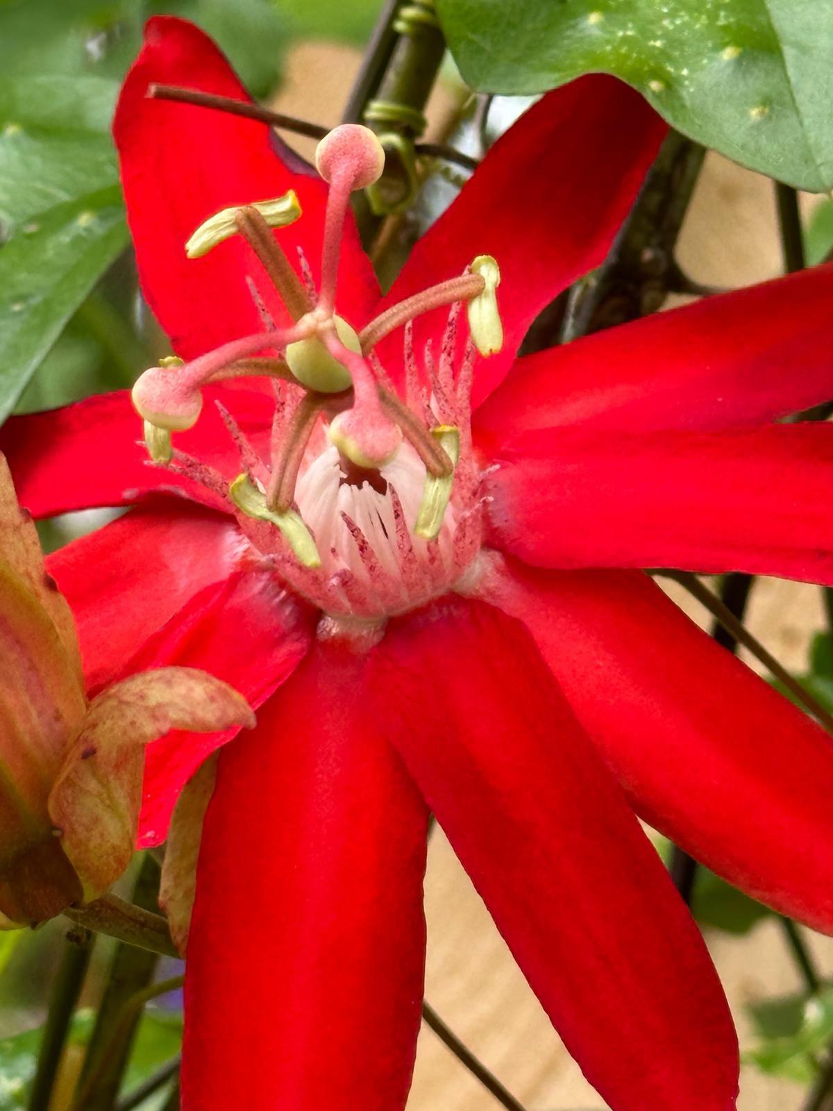 What an exotic flowers 😯