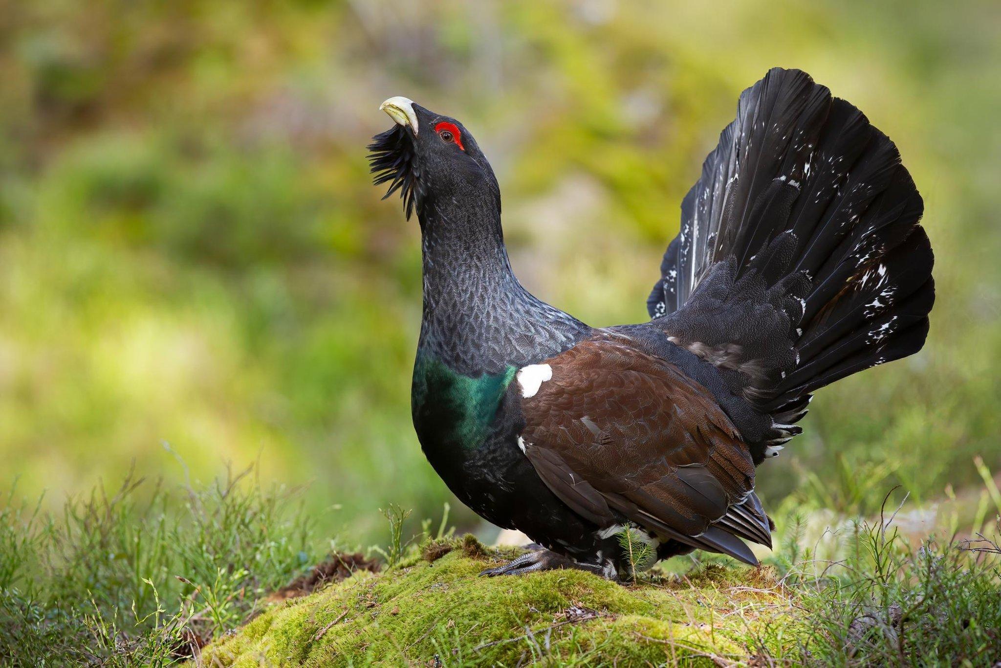Capercaillies need a habitat of tall, sparse forests with a rich food supply of berries and anthills.