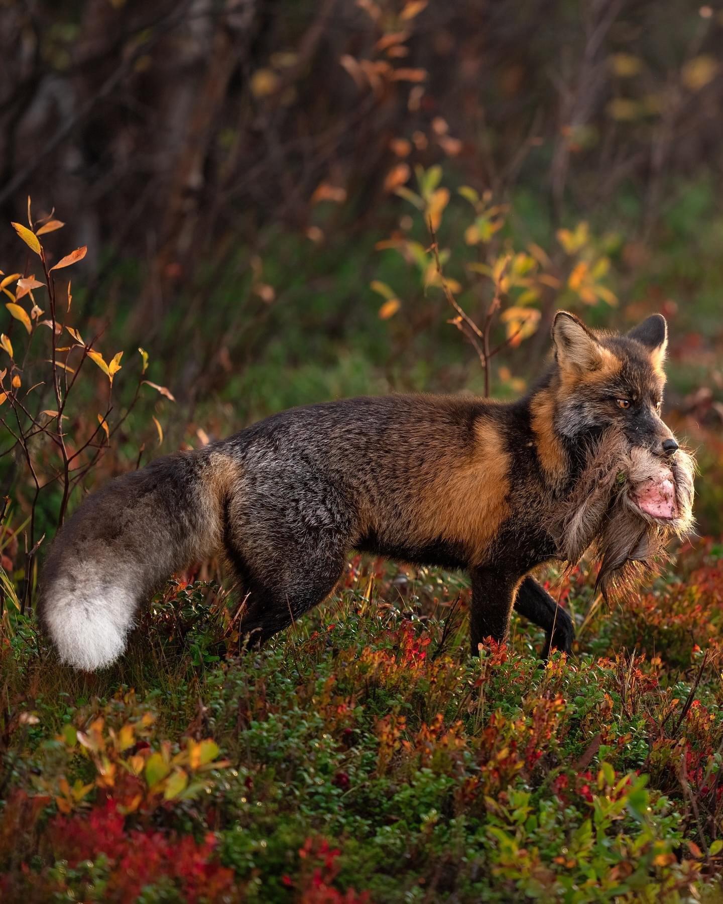 Today, I had a very special encounter at sunrise: I managed to spot and photograph a cross fox.