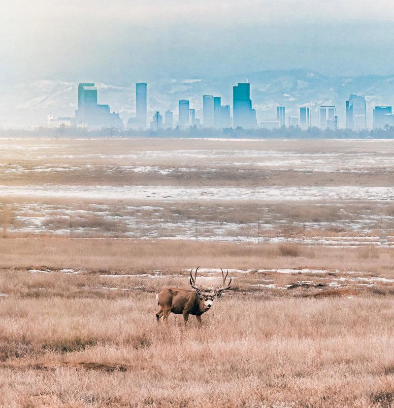 "Denver’s wild side 🦌"