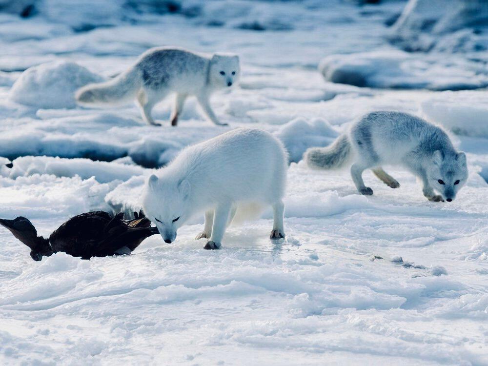 ПЕСЕЦ: описание и фото, охота на полярную лисицу в России — где обитает, повадки, методы, трофеи и правила