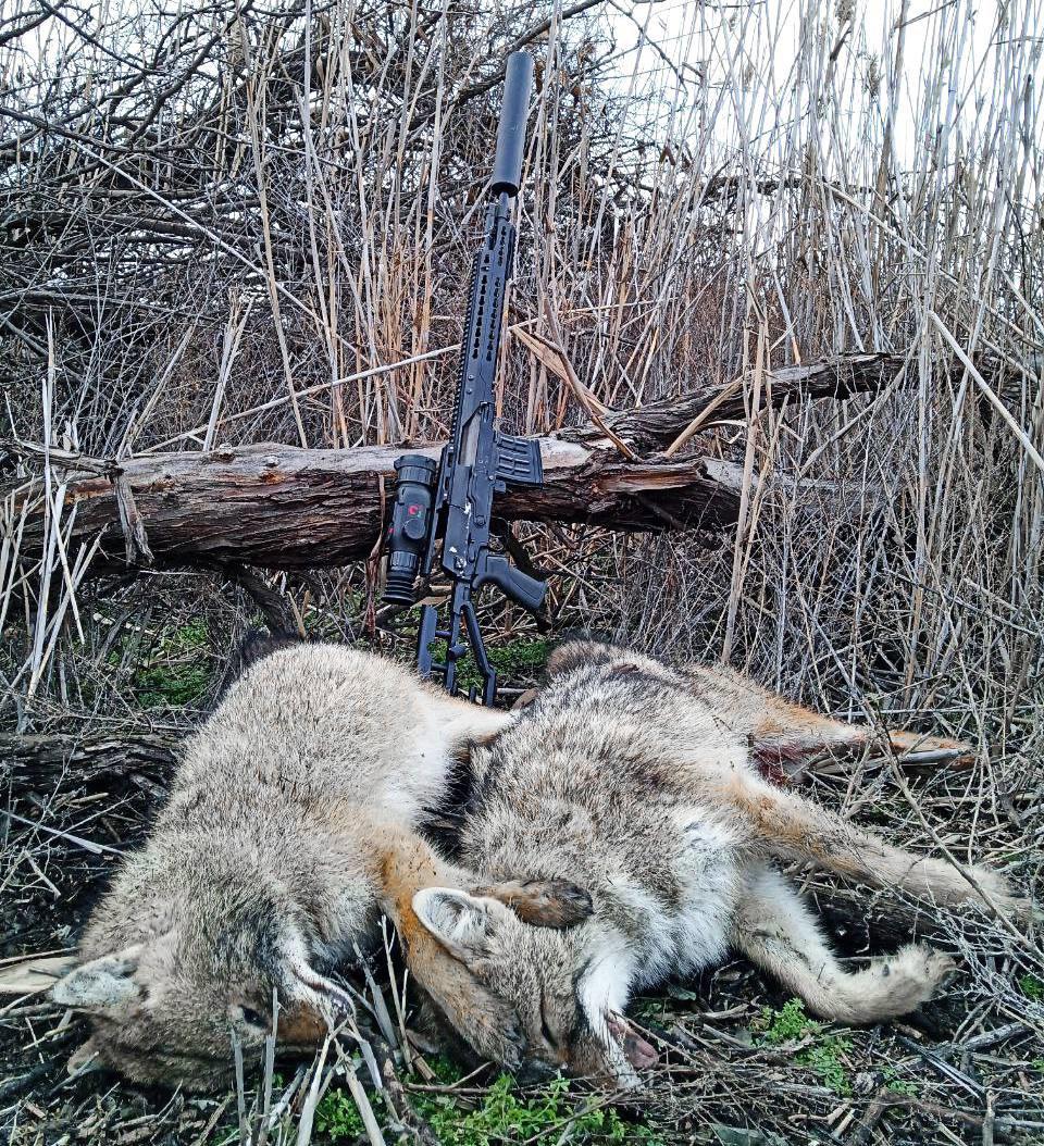 🐺💥Dmitry Popov u regiji Astrakhan, nastavlja raditi na predatorima u regiji!