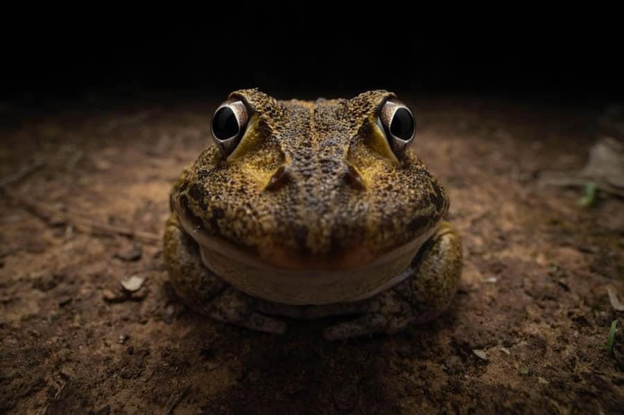 ❤️ Sharing the hilarious wildlife photos from the Comedy Wildlife Photo Awards 2024 finalists!