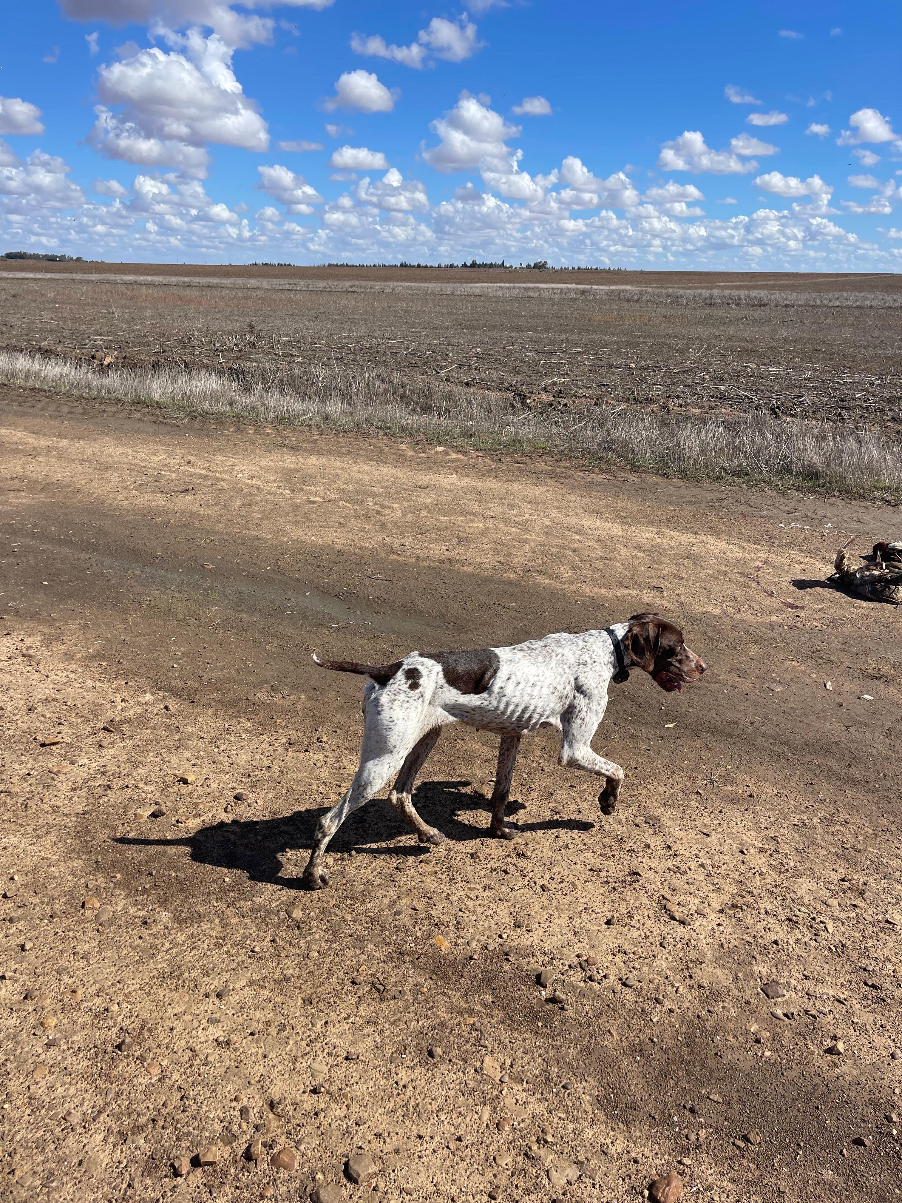 Best Hunting Regions in Morocco: Game, Seasons, Gear & Strategy