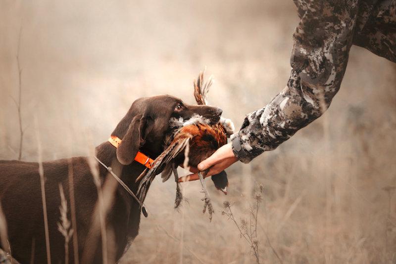 Hunting With Dogs: Training & Safety Tips