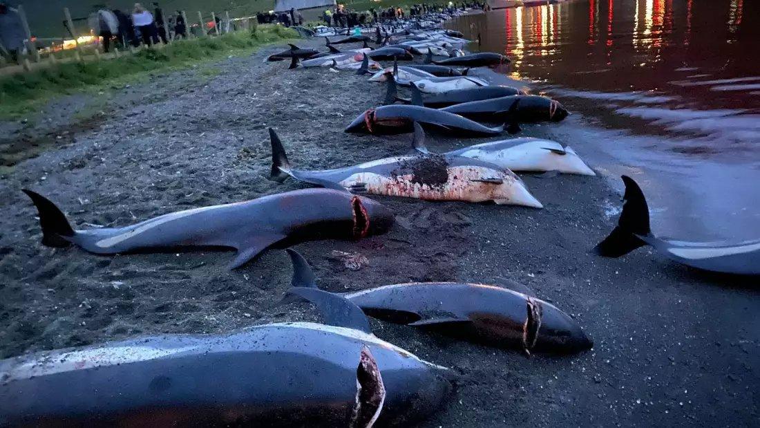 Faroe Islanders are capping the number of dolphins they kill - but campaigners say it won’t save any