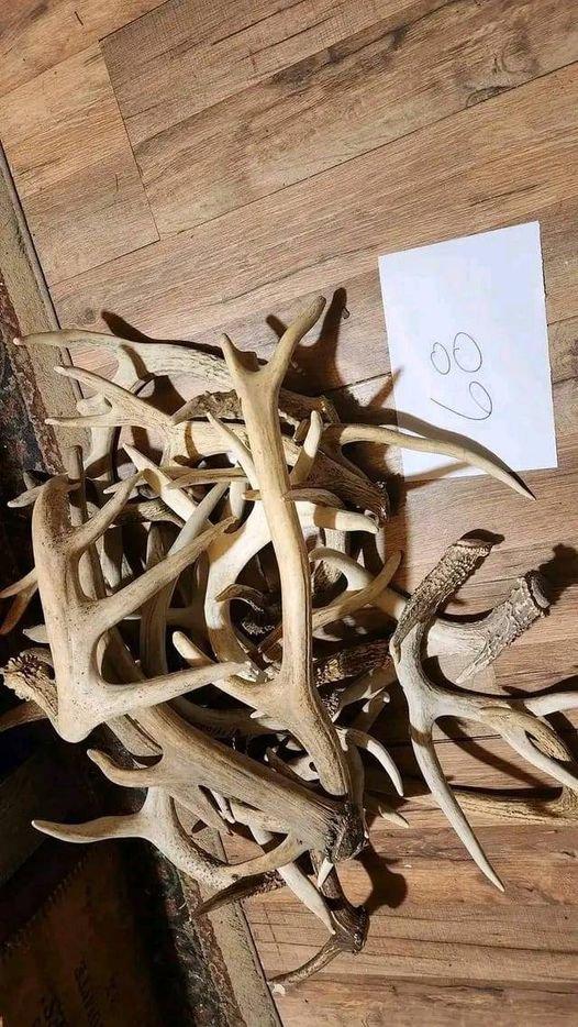 Antlers are extensions of an animal's skull found in members of the Cervidae (deer) family.