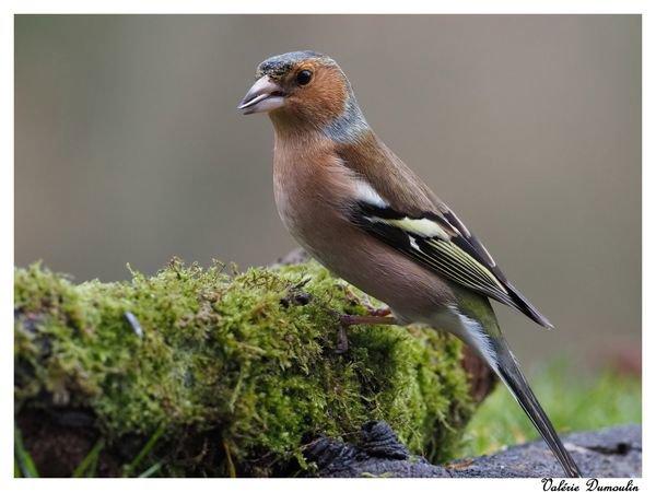 Je vais commencer par des photos de beaux oiseaux réalisées en mars 2022 en affût