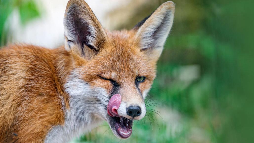 Foxes are mammals that look like small, bushy-tailed dogs