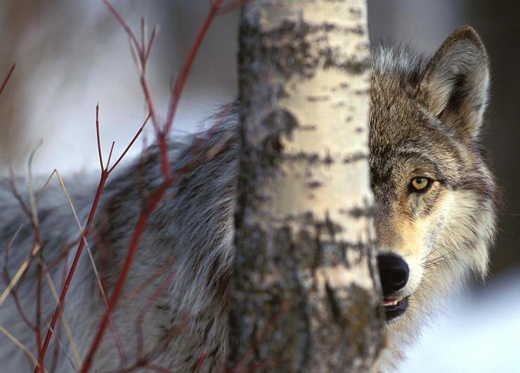 The Truth About Western Wolf Hunting