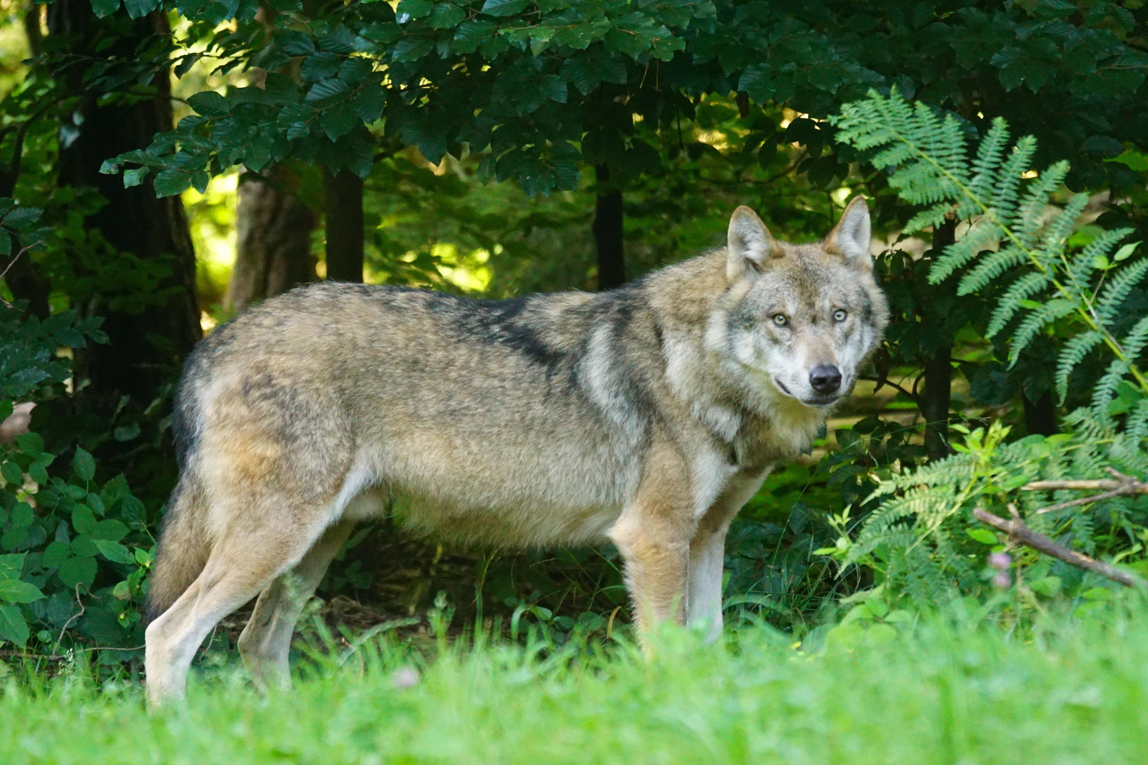Wolf hunting is the practice of hunting wolves.