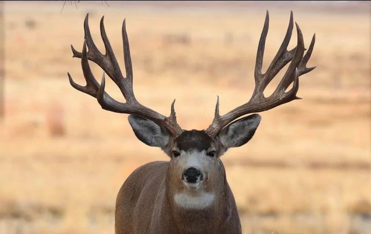 What is the best rifle for deer hunting? banner