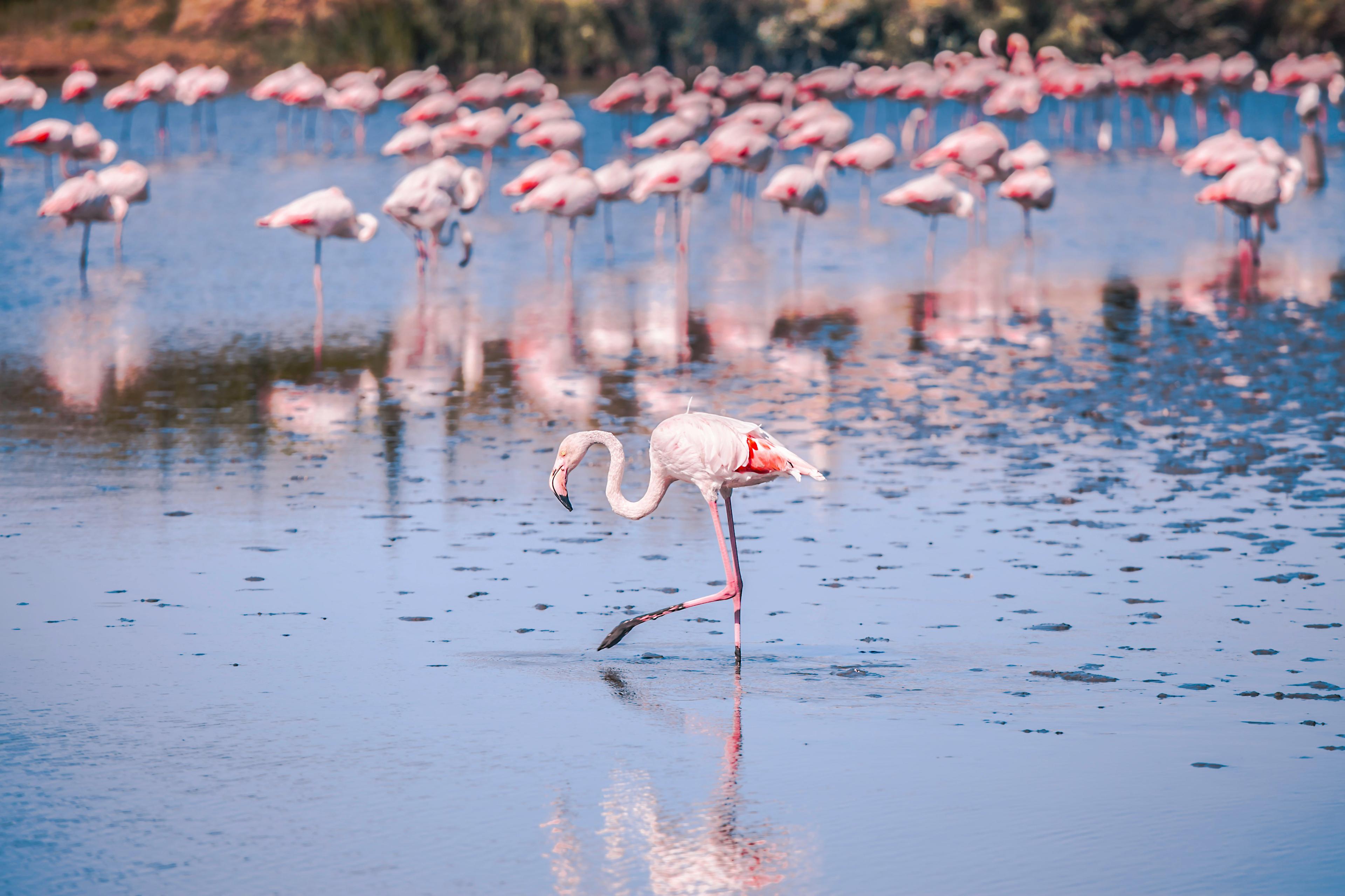 Chasse en CAMARGUE: Particularités géographiques, traditions de chasse, faune locale et zones humides emblématiques