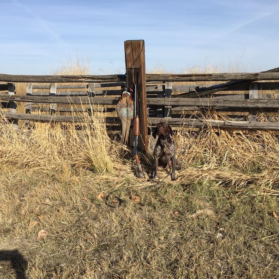 German Shorthaired Pointer