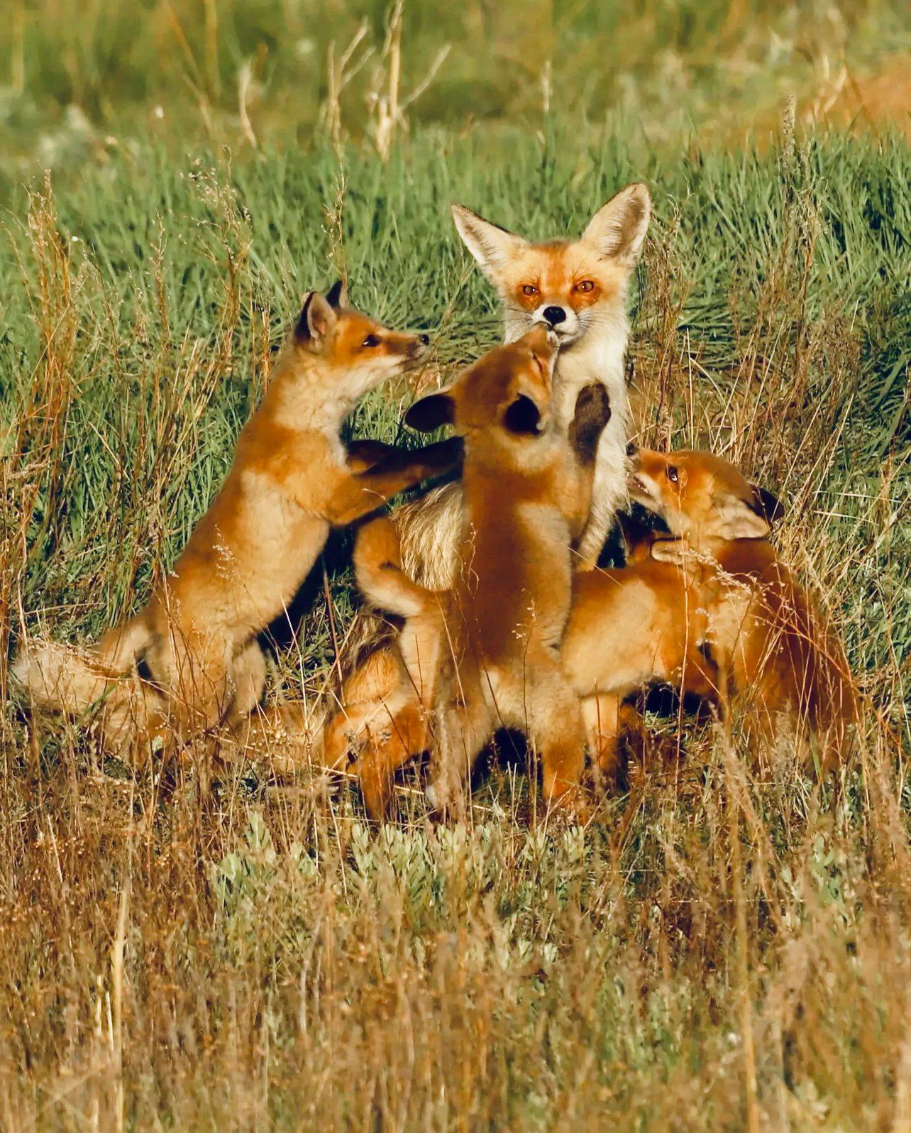 ЛИСИЦА: описание, охота на лису, повадки, методы, оружие, трофей, лицензия — полное руководство для охотников