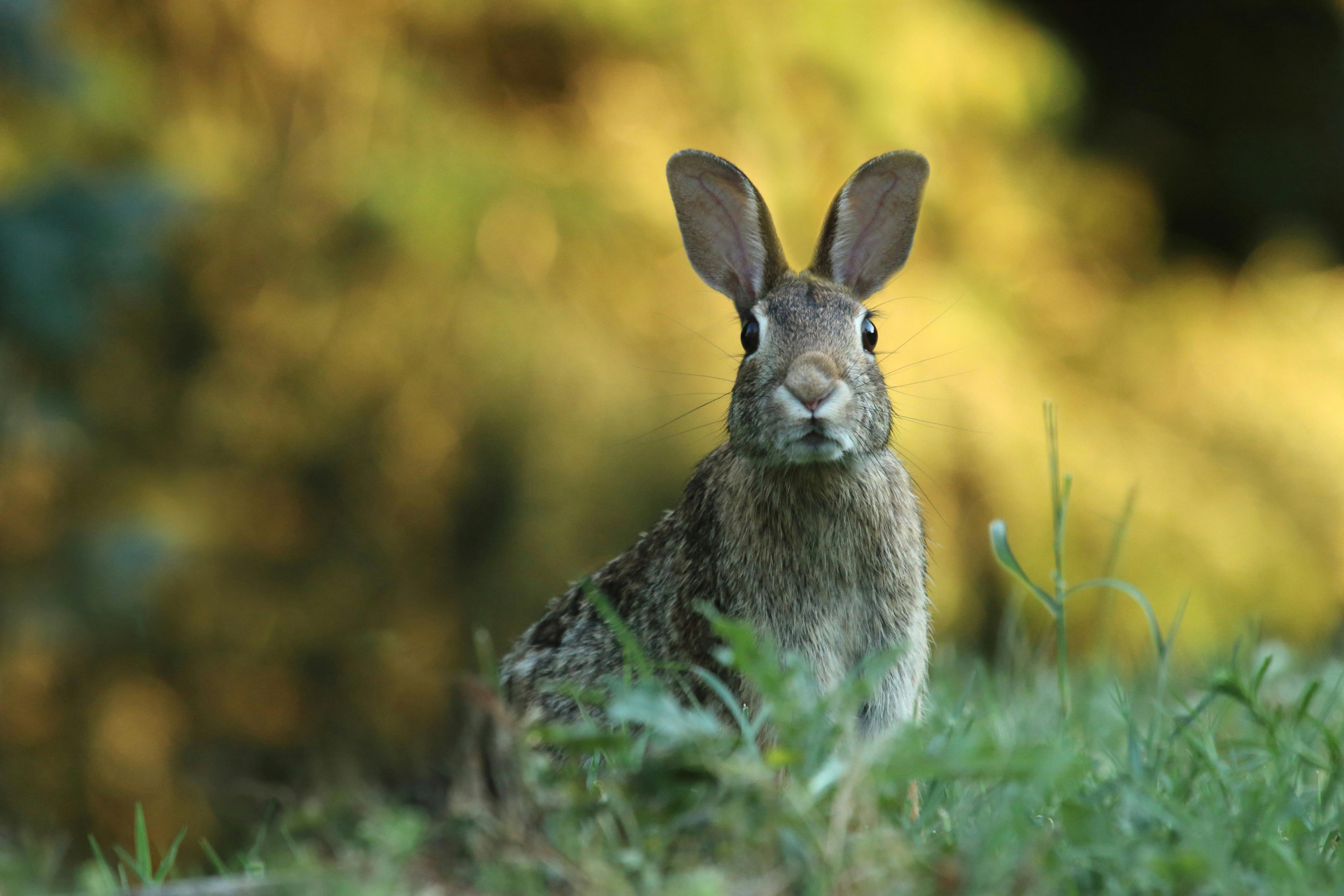 Hunting in the ANNAPOLIS VALLEY: Explore the Local Demographics and Vibrant Hunting Associations of the Region, Laws and Clubs