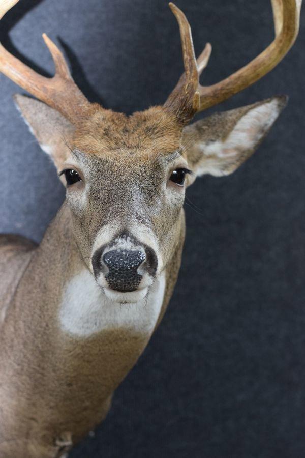 Just put the finishing touches on this beautiful PA archery whitetail.
