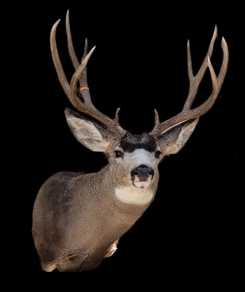 Couple nice bucks finished up this morning.