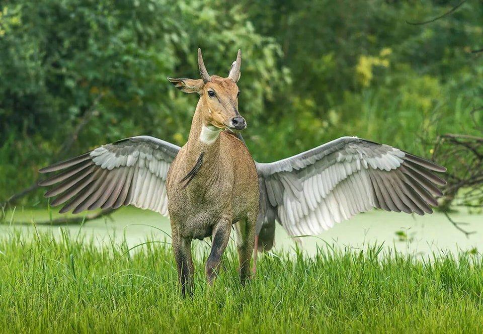 Prix ​​de la meilleure photographie animalière comique.