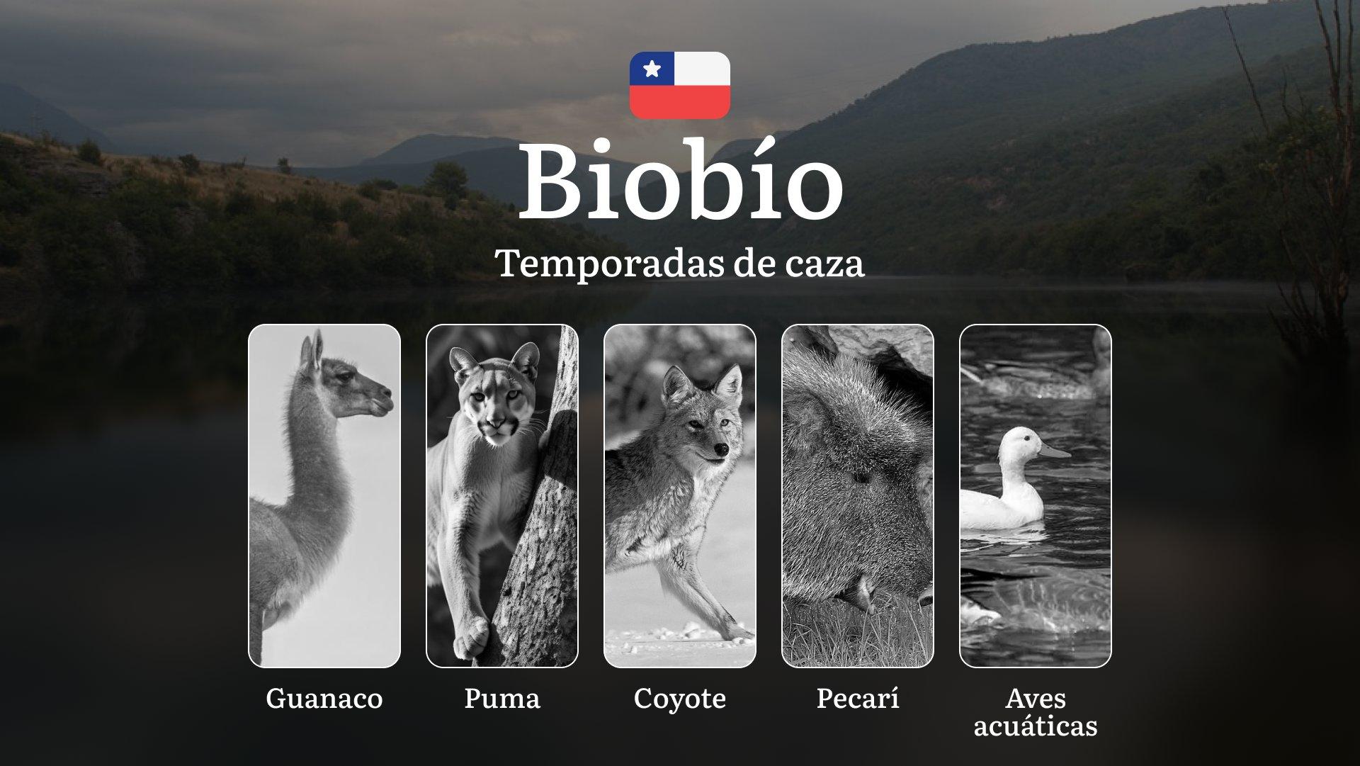 Temporadas de caza en la Región del Biobío: normas, fechas de caza, licencias, reglas y mejores épocas para cazar