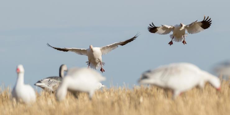5 Snow Goose Stops You’ve Never Tried