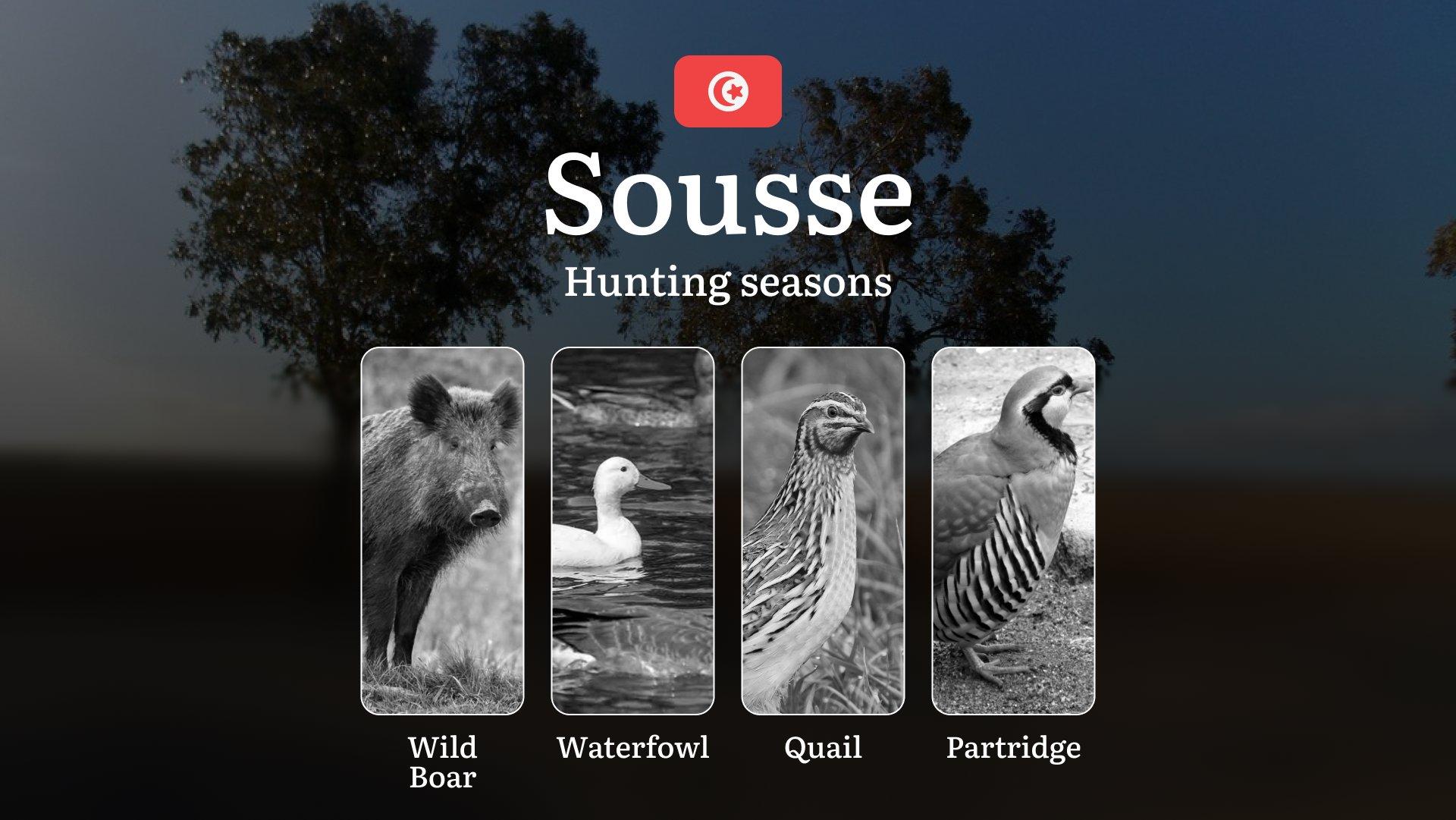 Hunting Seasons in SOUSSE: Opening and Closing Dates, Game Behavior, Licensing Process, Wildlife Protection Regulations and Practical Recommendations