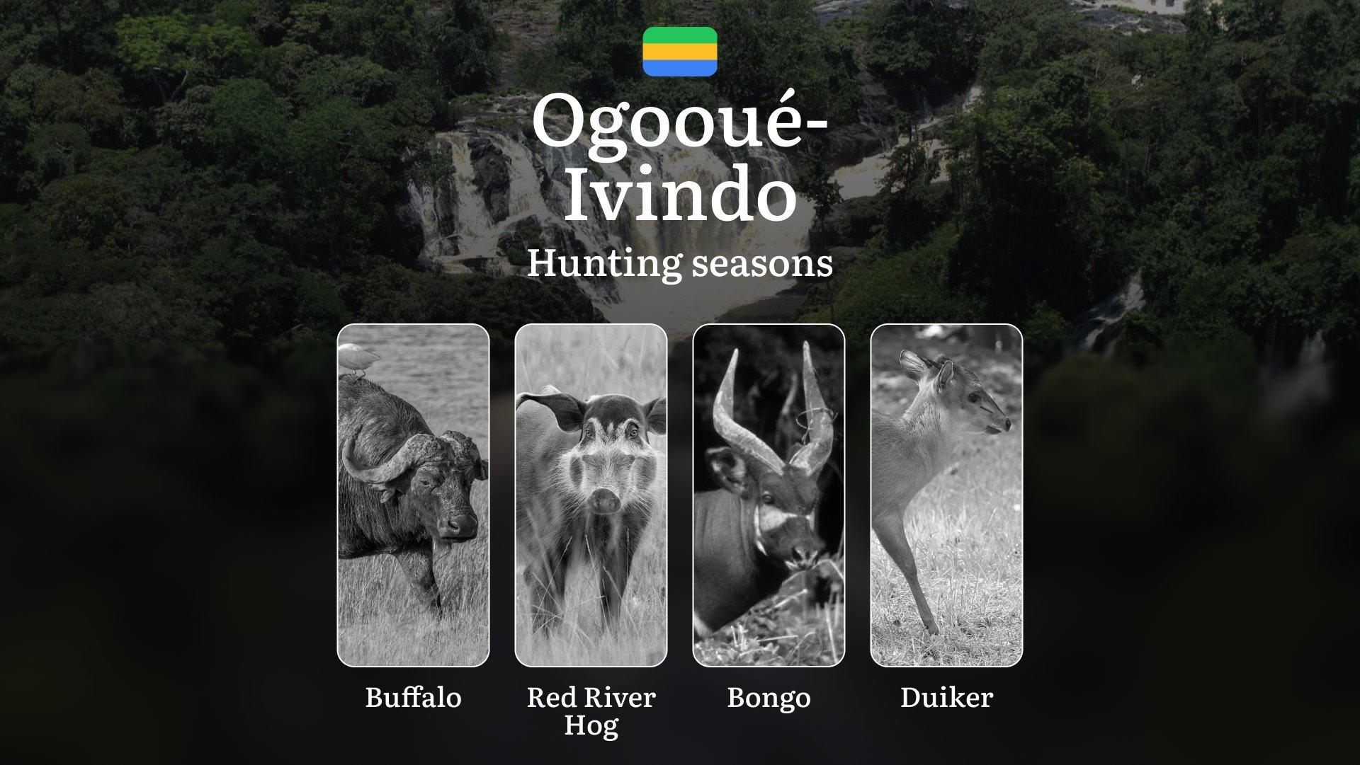 Hunting Seasons in OGOOUÉ-IVINDO: Key Dates, General Rules, Legal Restrictions, Wildlife Activity, Licensing Process and Requirements