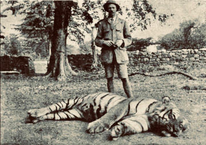 The Champawat tigress is a man-eating animal that killed 436 people!