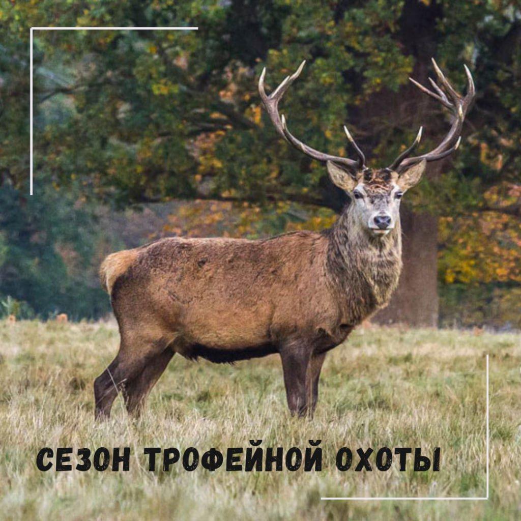 C 20 августа открывается сезон охоты на лося и оленя благородного на территории РБ, а также лань.
