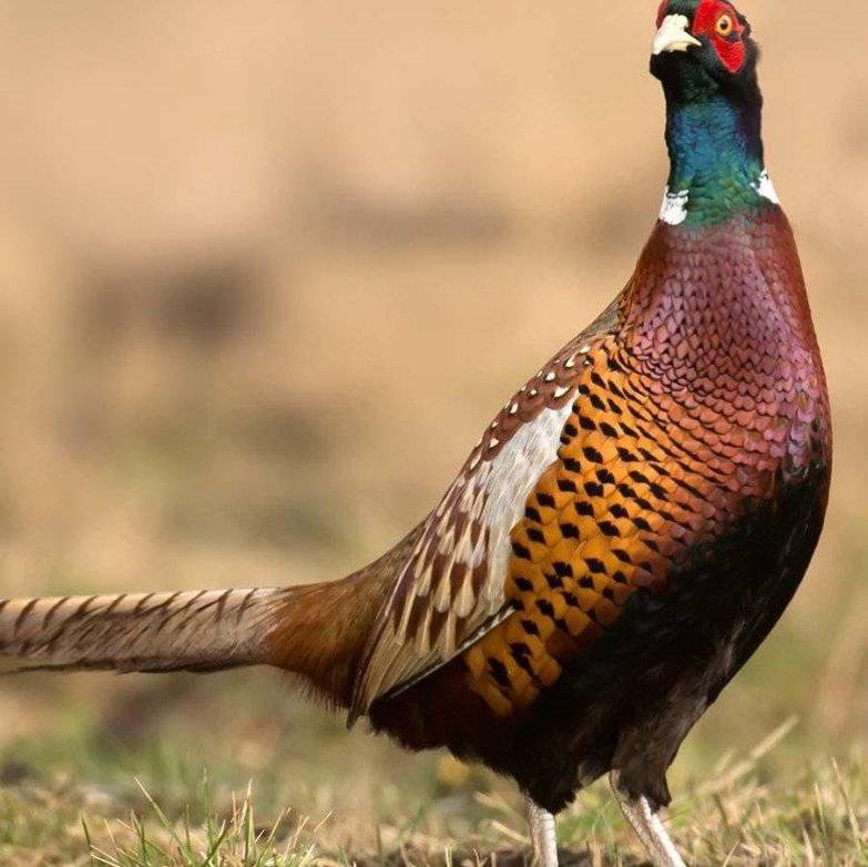 🦚 Poľovačka na bažanty na Slovensku: Umenie streľby a poézia peria